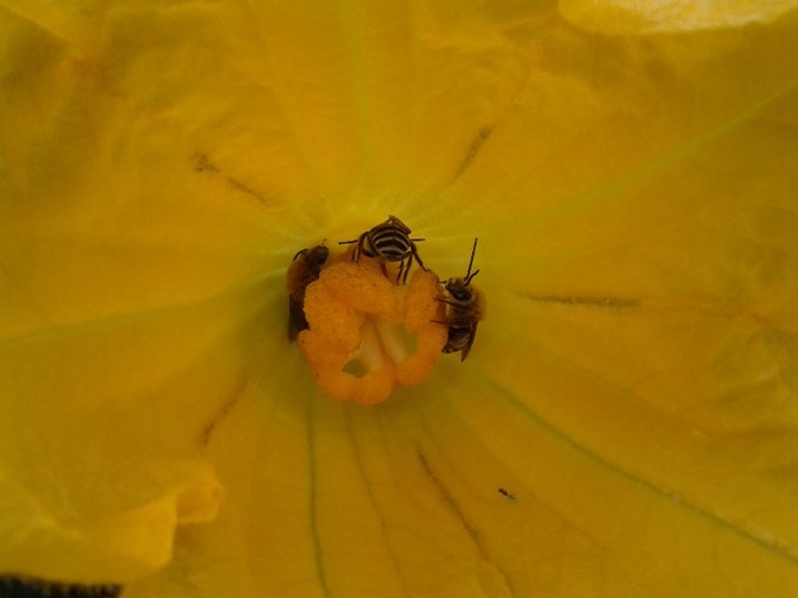 Photo of squash bees pollinating a squash flower